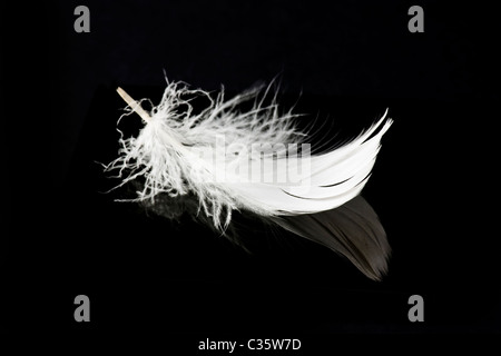 white feather on solid black background with reflection Stock Photo