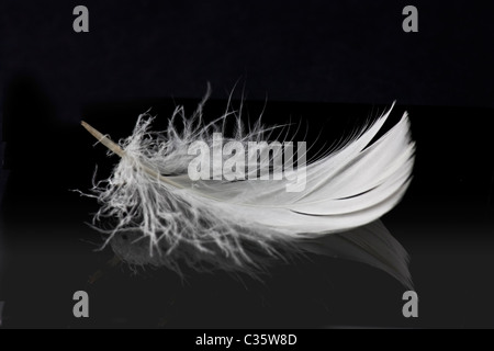 white feather on solid black background with reflection Stock Photo