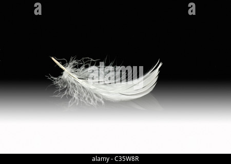 white feather on glossy surface with gradient black background Stock Photo