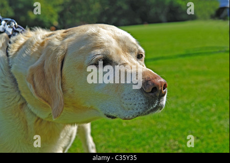 Closeup head of Golden retriever Stock Photo