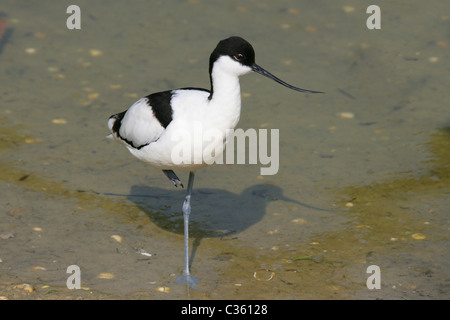 Pied or European Avocet, Recurvirostra avosetta, Recurvirostridae. Stock Photo