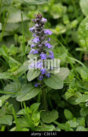 Bugle, Ajuga reptans, Lamiaceae. British Wild Flower. Stock Photo