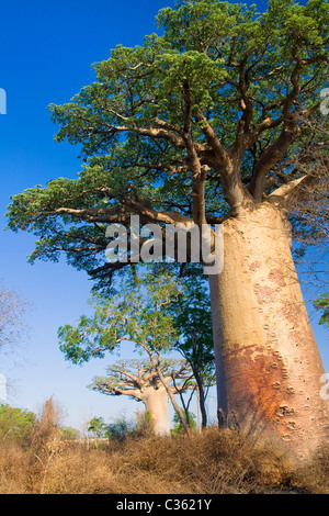 Baobab tree from Madagascar Stock Photo