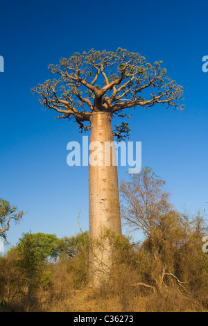 Baobab tree from Madagascar Stock Photo