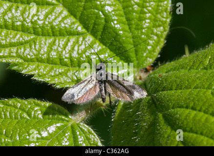 Male Green Longhorn Moth, Adela reaumurella, Adelidae. Stock Photo