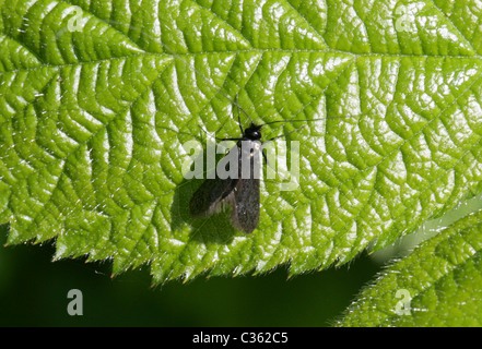 Male Green Longhorn Moth, Adela reaumurella, Adelidae. Stock Photo