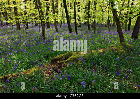 Coldwaltham Park Bluebell wood, Coldwaltham, West Sussex, Picturesque wood which is carpeted with Bluebells in the late spring. Stock Photo