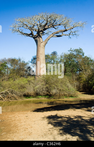 Baobabs tree in the savannah of Madagascar Stock Photo