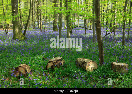 Coldwaltham Park Bluebell wood, Coldwaltham, West Sussex, Stock Photo