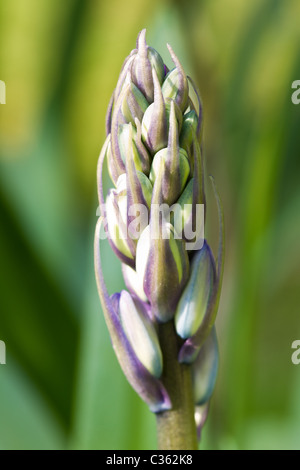 Single bluebell bud close up just before flowering.