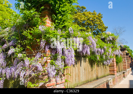 Winchester City , ancient capital of Wessex , typical street scene in old city with wisteria in bloom in spring sunshine Stock Photo