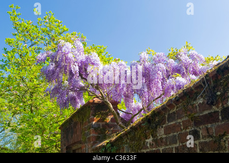 Winchester City , ancient capital of Wessex , wisteria display over wall of Winchester College in spring sunlight named Dr. Caspar Wistar 1761–1818 Stock Photo