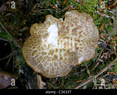 Tuberous Polypore, Polyporus tuberaster, Polyporaceae. Whippendell Woods, Hertfordshire. Stock Photo