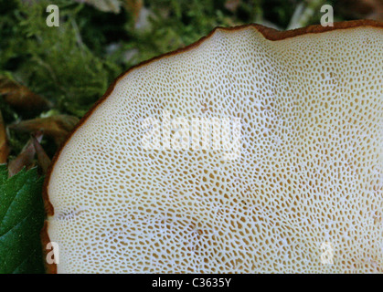 Tuberous Polypore, Polyporus tuberaster, Polyporaceae. Underside Showing Pores. Whippendell Woods, Hertfordshire. Stock Photo