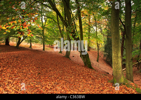 Autumn scene Hesworth Common, West Sussex Stock Photo