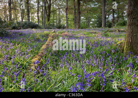 Coldwaltham Park Bluebell wood, Coldwaltham, West Sussex, Picturesque wood which is carpeted with Bluebells in the late spring. Stock Photo
