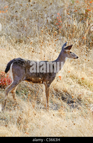 A black-tailed deer doe among the autumn foliage of Baskett Slough National Wildlife Refuge in Oregon. Stock Photo