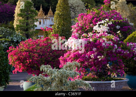 Colorful potted flowers are growing and on display at The Royal Palace Museum temple complex in Phnom Penh, Cambodia. Stock Photo