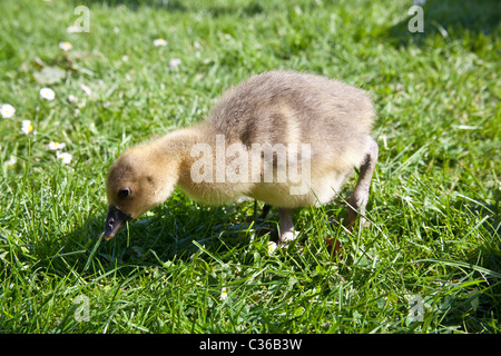 Baby Toulouse geese or gosling's on grass, Hampshire, England, United Kingdom. Stock Photo