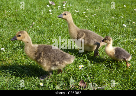 Baby Toulouse geese or gosling's on grass, Hampshire, England, United Kingdom. Stock Photo