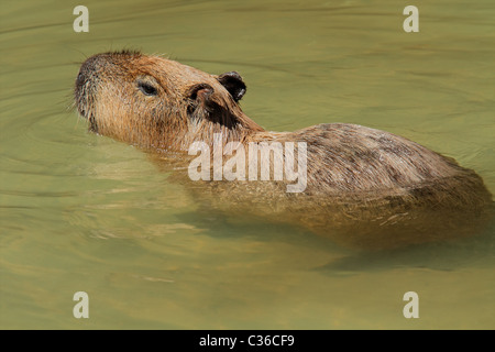 Capybara (Hydrochoerus hydrochaeris) swimming in water, South America Stock Photo