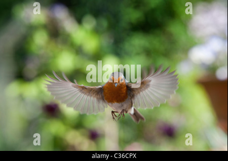 Robin in flight in an english garden in spring. UK Stock Photo