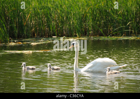 Swan and signets swimming on the lakes at Paxton Pits Stock Photo