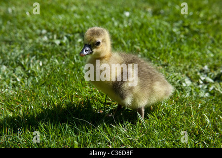 Baby Toulouse geese or gosling's on grass, Hampshire, England, United Kingdom. Stock Photo