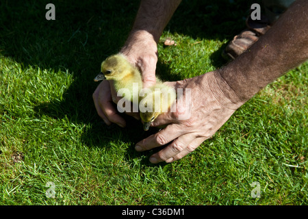 Baby Toulouse geese or gosling's on grass, Hampshire, England, United Kingdom. Stock Photo