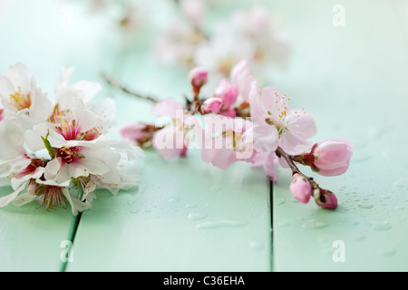 close up of almond blossom on a table, shallow dof