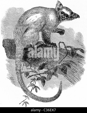 19th Century book illustration, taken from 9th edition (1875) of Encyclopaedia Britannica, of Golden Marmoset (Midas Chrysoleucu Stock Photo