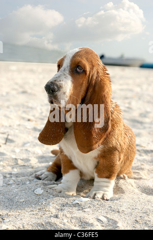 puppy basset hound sitting on sand beach Stock Photo