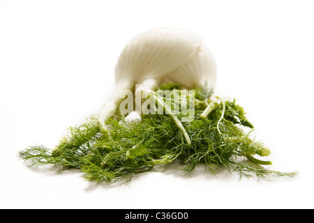 Fresh fennel bulb with green Stock Photo