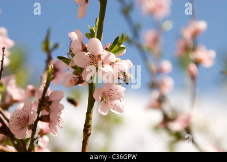 Cherry flowers in spring time with a bee Stock Photo