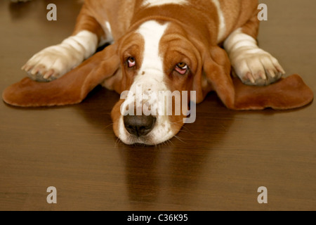white and brown basset hound on the floor Stock Photo