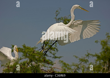Great Egret (Casmerodius albus) - In flight - Louisiana - USA - Distinguished from most other white herons by large size Stock Photo