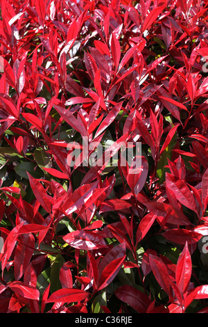 Red Robin, shrub in spring with red leaves Stock Photo