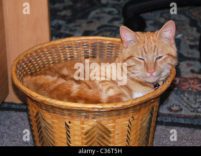 Ginger cat in basket - waste paper basket Stock Photo