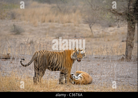 A mating pair of tigers in Ranthambore tiger reserve Stock Photo