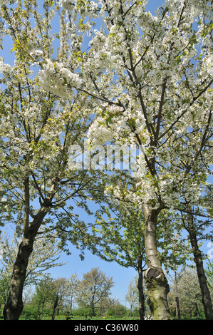 Apple orchard flowering in spring, Hesbaye, Belgium Stock Photo