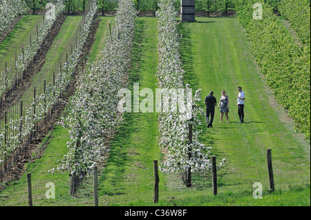 Tourists walking in half-standard apple tree (Malus domestica) orchard flowering in spring, Hesbaye, Belgium Stock Photo