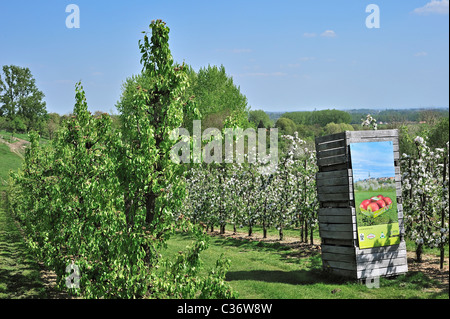 Wooden crates in half-standard Jonagold apple tree (Malus domestica) orchard flowering in spring, Hesbaye, Belgium Stock Photo