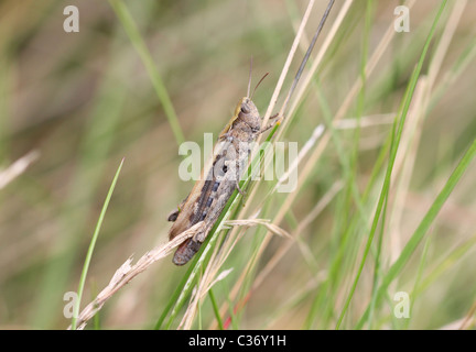 Common Field Grasshopper Stock Photo