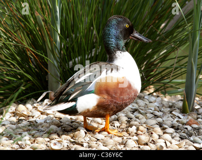 Male Northern Shoveler, Anas clypeata, Anatidae. Stock Photo