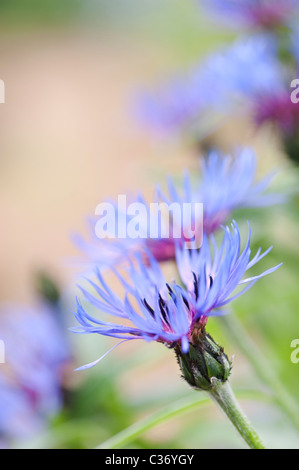 Centaurea montana. Perennial cornflower, Mountain bluet, Knapweed, Mountain knapweed Stock Photo