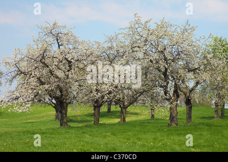 Old cherry trees blooming on a spring meadow Stock Photo