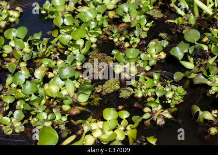 close up Water hyacinth and Salvinia invading Lake Naivasha Elsamere Rift Valley Kenya Stock Photo