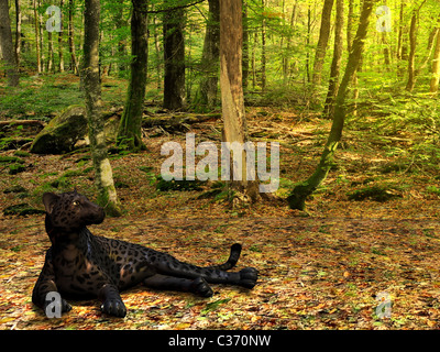 A beautiful black panther lies down in the deep forest to rest. Stock Photo