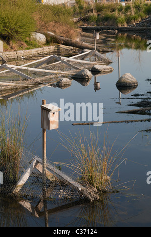 Canada Geese swimming in a park next to Olympic village Vancouver Stock Photo