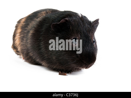 brown cavy on white background  Stock Photo